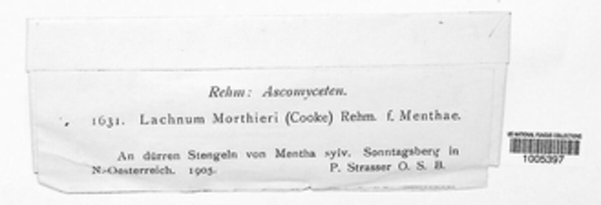 Lachnum morthieri image